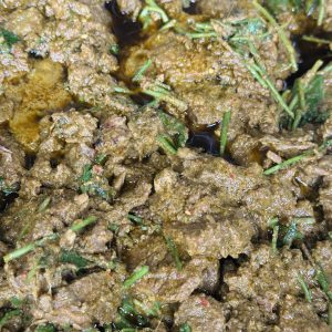 Daging Rendang nogori pegaga