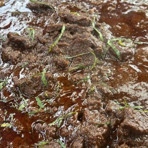 Daging Rendang Minang