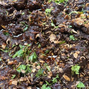 Daging Dendeng